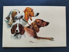 Cartolina cani anni - 50, 60