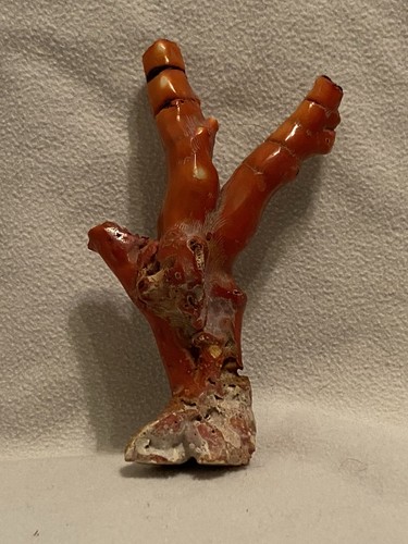 Corallo rosso grande - , 15,5