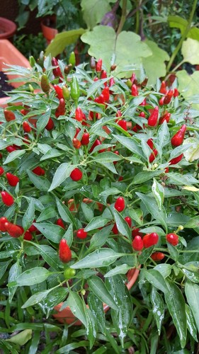Semi peperoncino tabasco - 30,