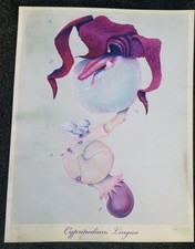 ZOETICA EBB "Cypripedium