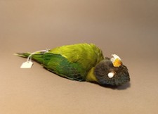 Taxidermy, Cabinet De