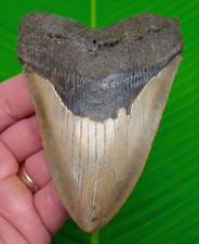 Dente di squalo megalodonte