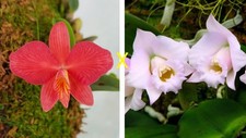 miniatura orchidea Cattleya