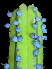 Semi Di Cactus Arando - Myrtillocactus Geometrizans - Frutta Comestibile
