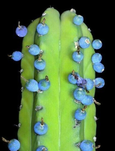 Semi cactus arando - semi,