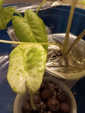 Variegated Alocasia Gageana