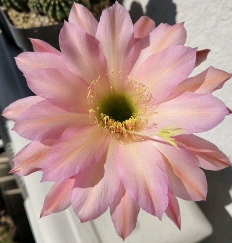Cactus echinopsistrichocereus - cactus,