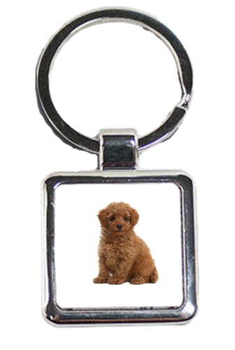 Toy poodle dog - dog, pet