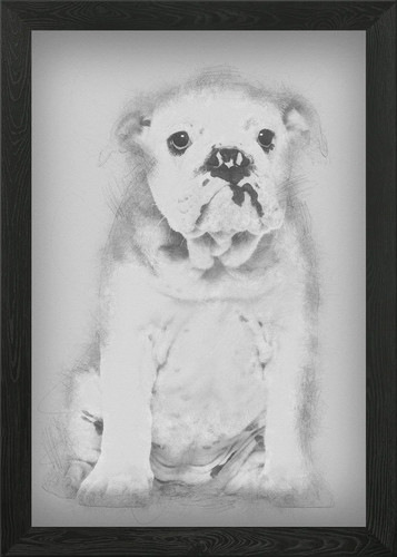 English bulldog puppy - bulldog,