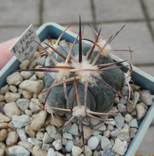 Echinocactus horizonthalonius