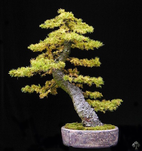 Semi larice bonsai - 10,