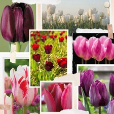 bulbi di tulipani, Bulbi Autunnali