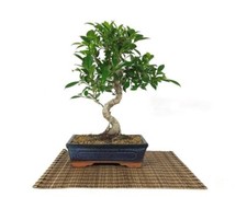 Bonsai di Ficus Retusa vaso
