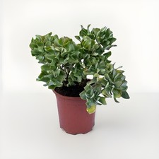Crassula arborescens subsp - crassula,