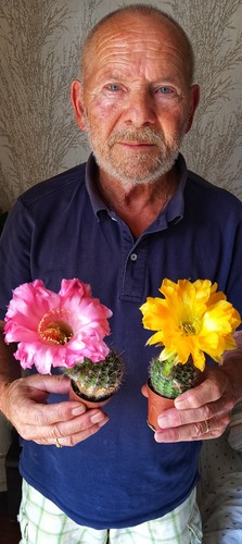 Echinopsis trico cereus - echinopsis-trico,