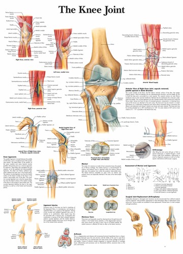 Poster stampe articolazioni - e,