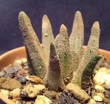ARIOCARPUS SCAPHAROSTRUS from