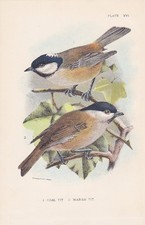 Farfalla di abete Periparus ater - galla paludosa Poecile palustris litografia 1896