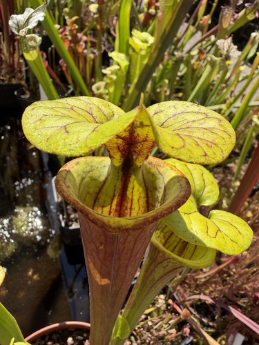 Pianta carnivora sarracenia - pianta,