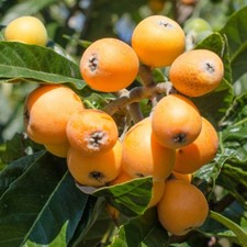 Pianta frutto nespolo del - da,