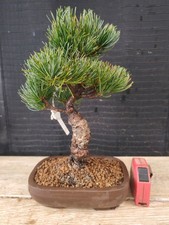 bonsai di pino pentaphilla h