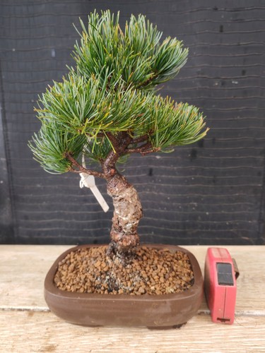 Bonsai pino pentaphilla - di,