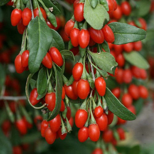 Lycium barbarum del tibet - barbarum,