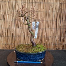 Bonsai di Acero Yamamomiji h