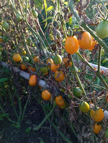 Semi pomodoro datterino - di,