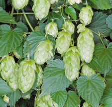 SEMI DI HUMULUS LUPULUS _