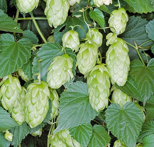 Semi humulus lupulus - lupulus, _