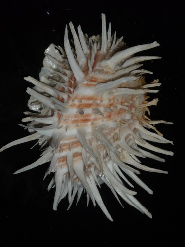 434 spondylus pickeringae - 434,