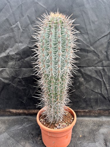 Pachycereus pringlei vivaio - pachycereus,