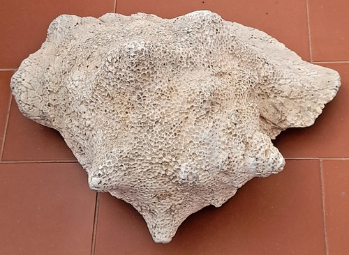 Conchiglia marina fossile - conchiglia,