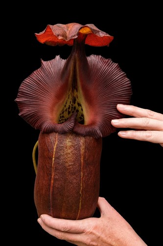 Nepenthes robcantley rare - robcantley,