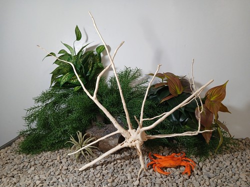 Driftwood acquario pesci - , e