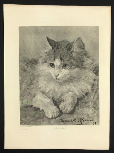 Cat sir john posa una - posa,