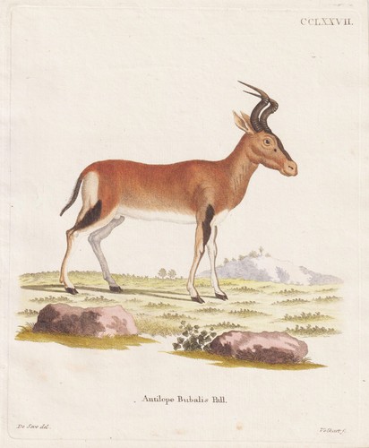 Antilope bubal hartebeest - antilope,