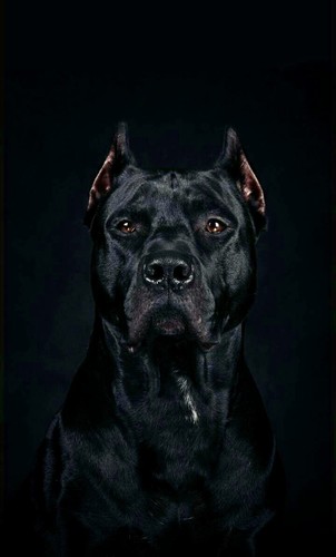 Amazing cane corso image dog - /,