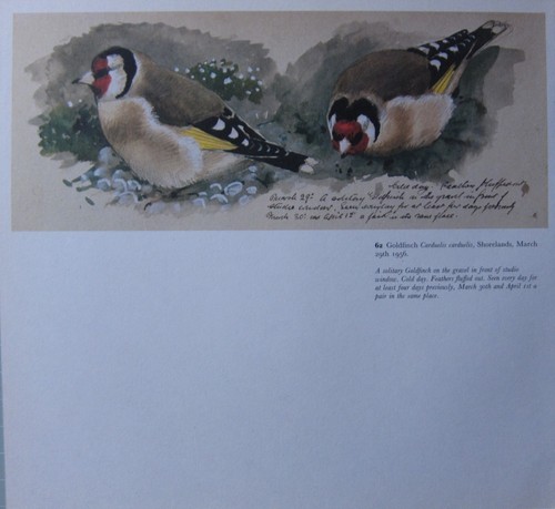 Bellissima stampa vintage - bellissima,
