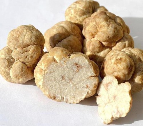 Fungo tartufo bianco - , micelio