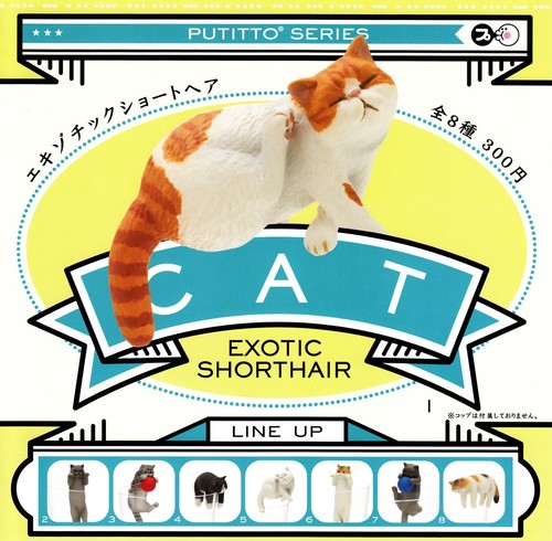 Putitto exotic shorthair cat - shorthair,