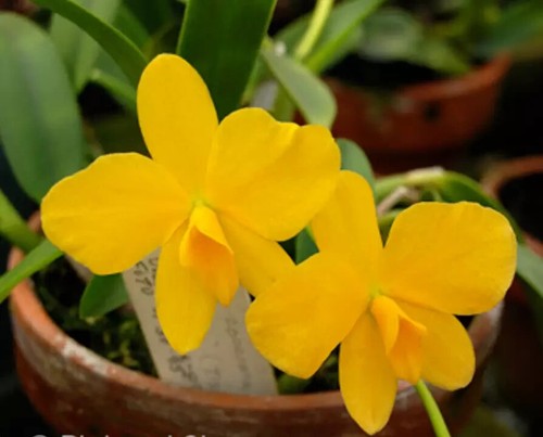 Sofronite coccinea var