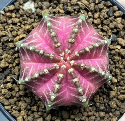 Gymnocalycium mihanovichi