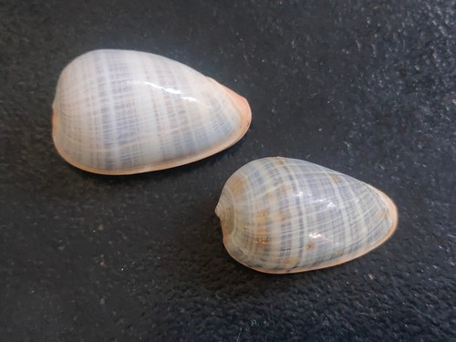 Conchiglia shell marginella - conchiglia,