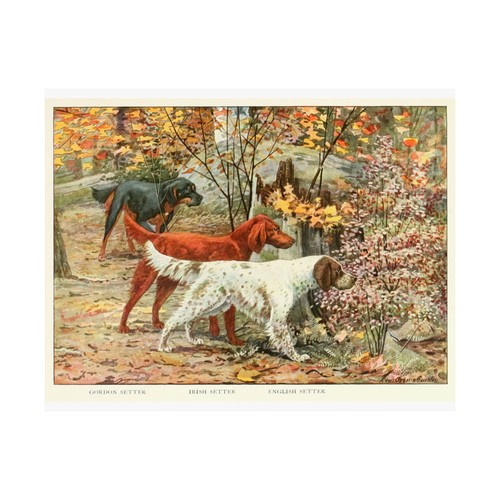 Setter inglese gordon - gordon,
