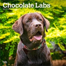Calendario da parete Chocolate Labrador Retrievers 2026 12x24" (da appendere) | Senza plastica