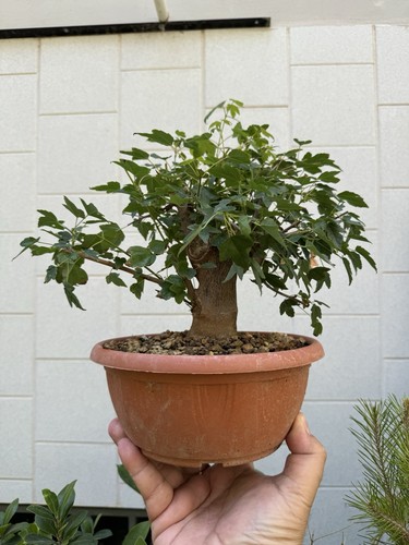 Acero buergerianum bonsai - -,