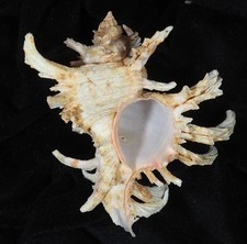 murex cornucervi albino wide