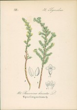 Chromolithographie 